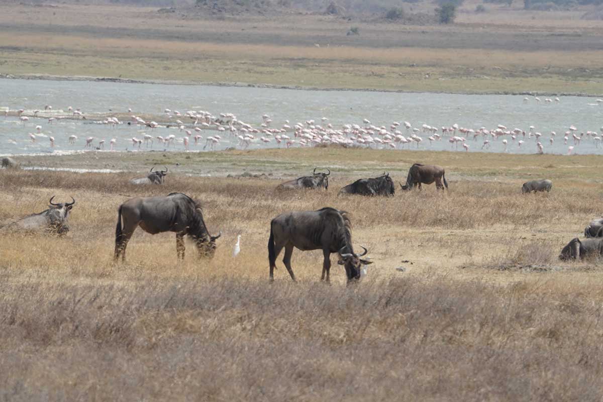 Wildebeest grazing beside a flamingo-lined lake