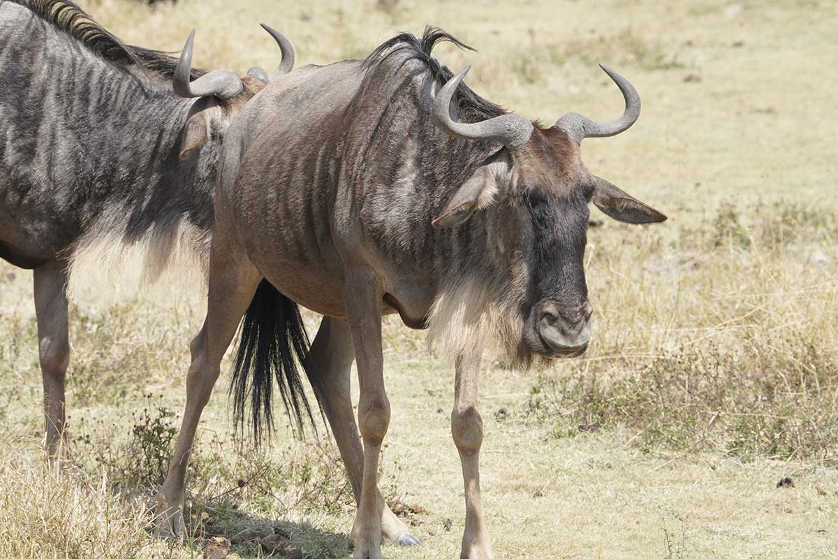 Wildlife and landscape conservation