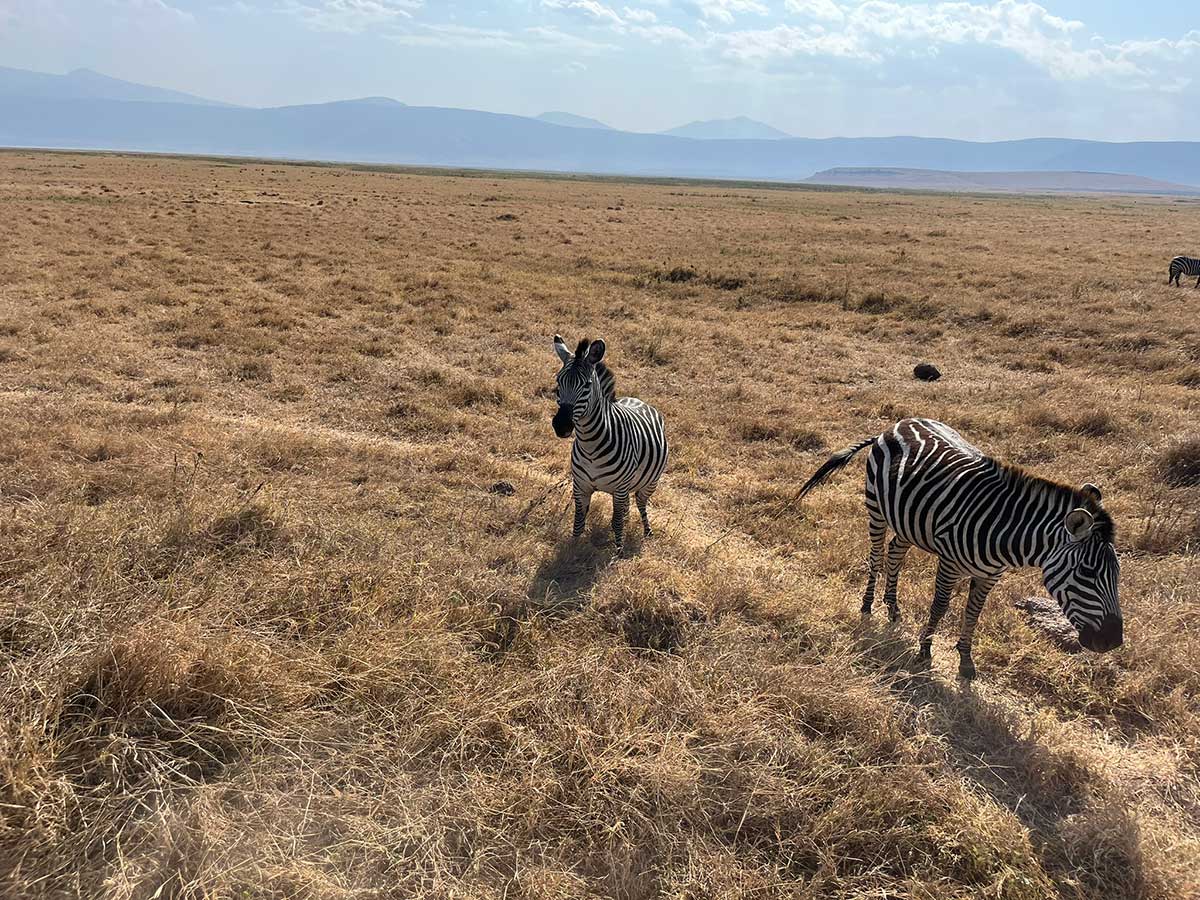 Zebra grazing on open grassland in Kenya